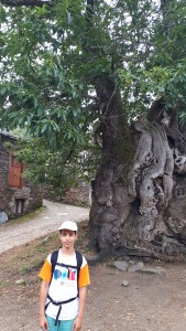 Junto al castaño milenario de Ramil